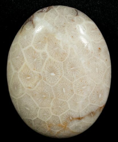 Polished Fossil Coral Cab - Indonesia #5996